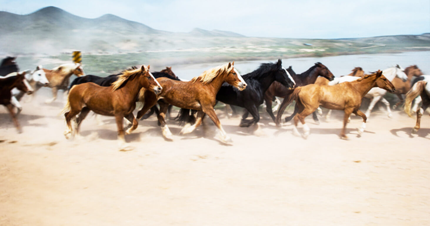 Horses for Rent Sombrero Ranches